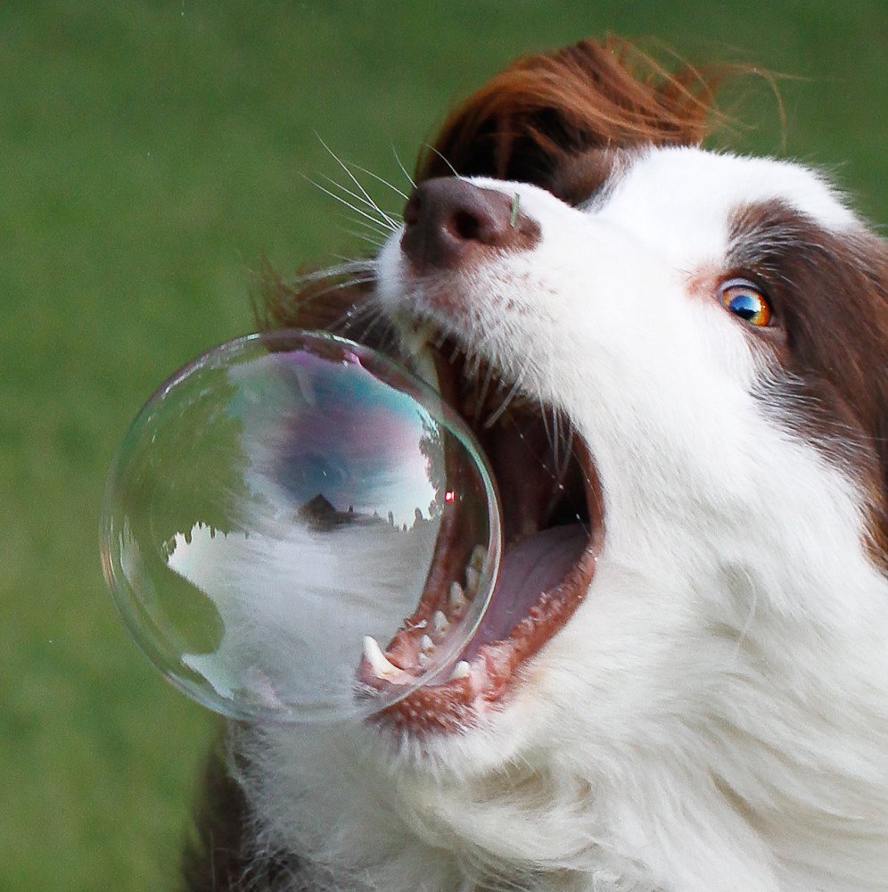 photograph of dog biting bubble